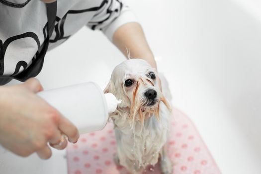 Close-up of a girl bathing her dog in the bathroom, she pours water on her from the shower. Care for a dog Bolonka Bolognese, close-up. Veterinarian. Groomer. Hairdresser for animals.