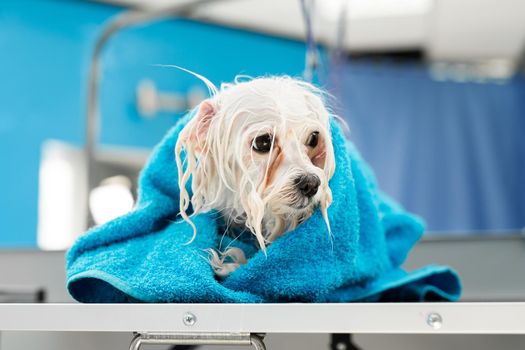 Close-up of a wet Bolonka Bolognese wrapped in a blue towel on a table at a veterinary clinic. A small dog was washed before shearing, she's cold and shivering.