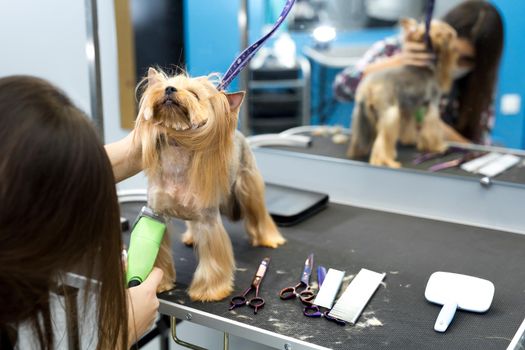 Veterinarian trimming a yorkshire terrier with a hair clipper in a veterinary clinic. Female groomer haircut Yorkshire Terrier on the table for grooming in the beauty salon for dogs