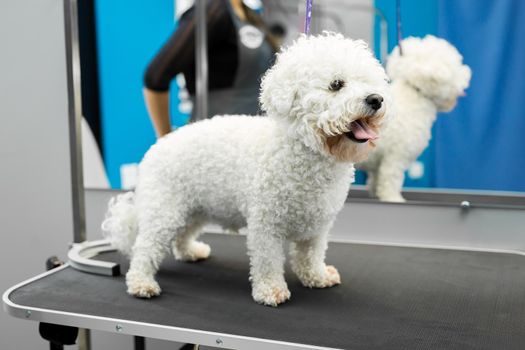 Dog Bichon Frise stands on a table in a veterinary clinic