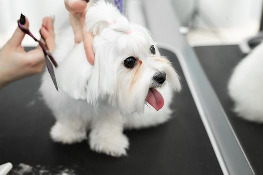 Female groomer haircut Bolonka Bolognese on the table for grooming in the beauty salon for dogs. Process of final shearing of a dog's hair with scissors.