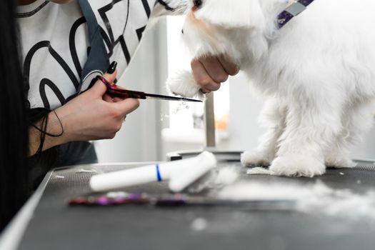 Female groomer haircut Bolonka Bolognese on the table for grooming in the beauty salon for dogs. Process of final shearing of a dog's hair with scissors.