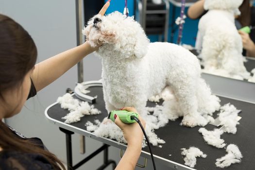 Groomer trimming a small dog Bichon Frise with an electric hair clipper. Cutting hair in the dog hairdresser a dog Bichon Frise. Hairdresser for animals