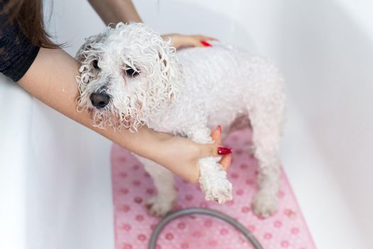 Close-up of a girl bathing her dog in the bathroom, she pours water on her from the shower. Slow motion. Care for a dog Bichon Frise, close-up. Veterinarian. Groomer. Hairdresser for animals.