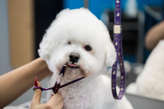 Female groomer haircut Bichon Frise on the table for grooming in the beauty salon for dogs. Process of final shearing of a dog's hair with scissors