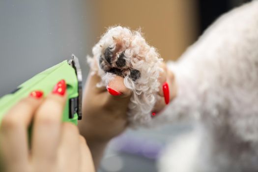 Groomer trimming a small dog Bichon Frise with an electric hair clipper. Cutting hair in the dog hairdresser a dog Bichon Frise. Hairdresser for animals