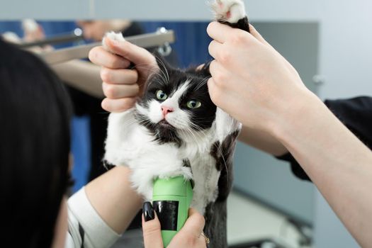 Grooming master cuts and shaves a cat, cares for a cat. The vet uses an electric shaving machine for the cat. The man helps and holds the cat by the paws.