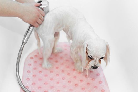 Close-up of a girl bathing her dog in the bathroom, she pours water on her from the shower. Care for a dog Bolonka Bolognese, close-up. Veterinarian. Groomer. Hairdresser for animals.