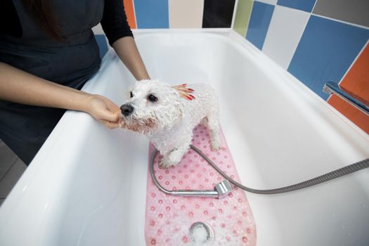 Close-up of a girl bathing her dog in the bathroom, she pours water on her from the shower. Slow motion. Care for a dog Bichon Frise, close-up. Veterinarian. Groomer. Hairdresser for animals.