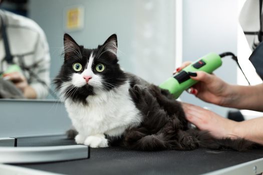 Cat grooming in pet beauty salon. Grooming master cuts and shaves a cat, cares for a cat. The vet uses an electric shaving machine for the cat.