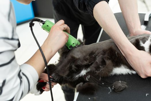 Cat grooming in pet beauty salon. Grooming master cuts and shaves a cat, cares for a cat. The vet uses an electric shaving machine for the cat.