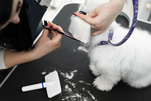Female groomer haircut Bolonka Bolognese on the table for grooming in the beauty salon for dogs. Process of final shearing of a dog's hair with scissors.