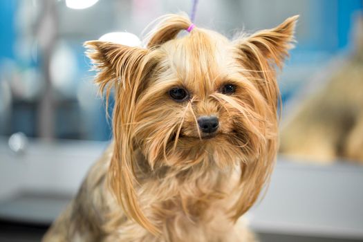 Yorkshire Terrier stands on a table in a veterinary clinic. Portrait of a small dog in the hospital on the table before examination
