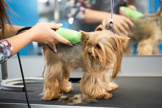 Veterinarian trimming a yorkshire terrier with a hair clipper in a veterinary clinic. Female groomer haircut Yorkshire Terrier on the table for grooming in the beauty salon for dogs