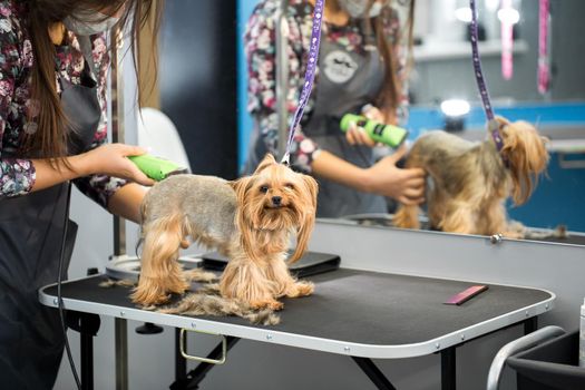 Veterinarian trimming a yorkshire terrier with a hair clipper in a veterinary clinic. Female groomer haircut Yorkshire Terrier on the table for grooming in the beauty salon for dogs