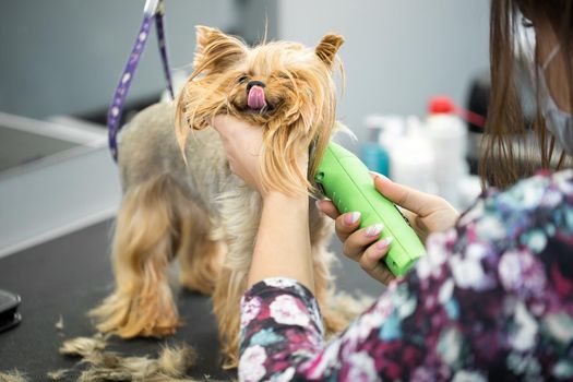 Veterinarian trimming a yorkshire terrier with a hair clipper in a veterinary clinic. Female groomer haircut Yorkshire Terrier on the table for grooming in the beauty salon for dogs