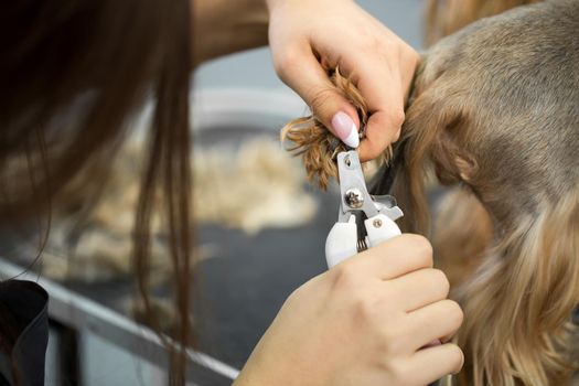 Professional animal groomer specialist cuts dogs nails with clipper scissors in vet clinic.Take care of dog in grooming salon.Nippers to cut yorkshire terrier puppy claws in veterinarian cabinet