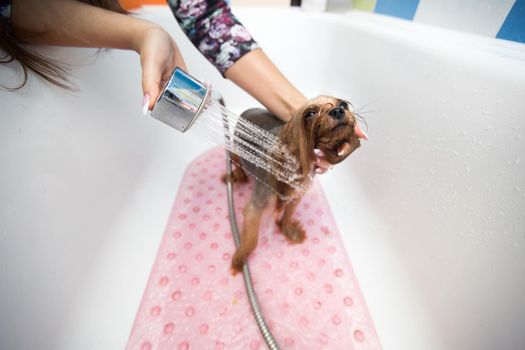 Yorkshire Terrier in the bathroom in the beauty salon for dogs. Care for yorkshire terriers close-up. Veterinarian. Groomer. Hairdresser for animals