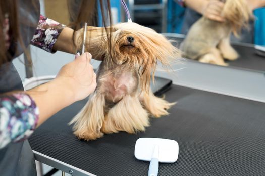 Grooming animals, grooming, drying and styling dogs, combing wool. Grooming master cuts and shaves, cares for a dog. Beautiful Yorkshire Terrier