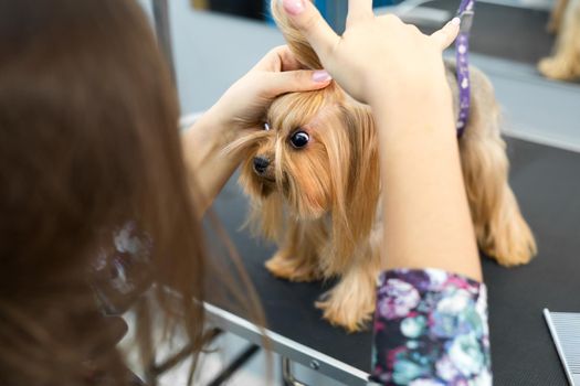 groomer puts a bow on the dog's head