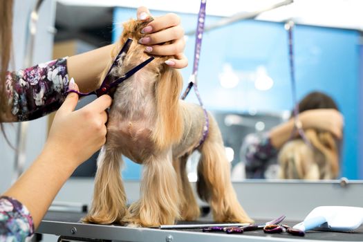 Female groomer haircut yorkshire terrier on the table for grooming in the beauty salon for dogs. Process of final shearing of a dog's hair with scissors