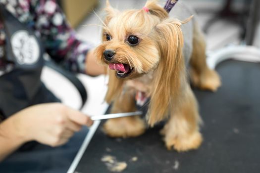 Female groomer haircut yorkshire terrier on the table for grooming in the beauty salon for dogs. Toned image. process of final shearing of a dog's hair with scissors