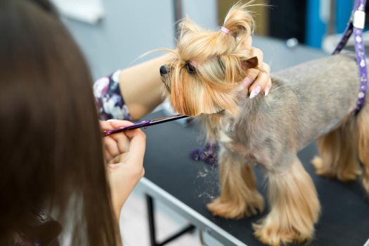 Female groomer haircut yorkshire terrier on the table for grooming in the beauty salon for dogs. Process of final shearing of a dog's hair with scissors