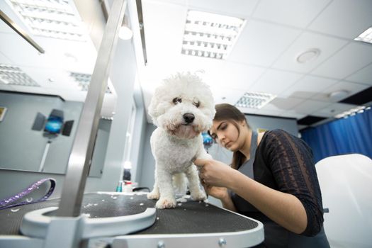 Groomer trimming a small dog Bichon Frise with an electric hair clipper. Cutting hair in the dog hairdresser a dog Bichon Frise. Hairdresser for animals