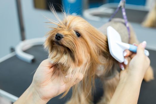 Grooming animals, grooming, drying and styling dogs, combing wool. Grooming master cuts and shaves, cares for a dog. Beautiful Yorkshire Terrier