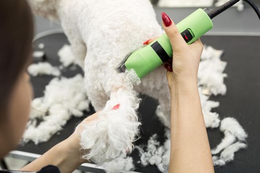 Groomer trimming a small dog Bichon Frise with an electric hair clipper. Cutting hair in the dog hairdresser a dog Bichon Frise. Hairdresser for animals