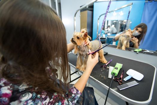 Female groomer haircut yorkshire terrier on the table for grooming in the beauty salon for dogs. Process of final shearing of a dog's hair with scissors