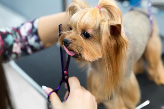 Female groomer haircut yorkshire terrier on the table for grooming in the beauty salon for dogs. Process of final shearing of a dog's hair with scissors