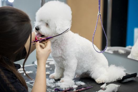 Female groomer haircut Bichon Frise on the table for grooming in the beauty salon for dogs. Process of final shearing of a dog's hair with scissors