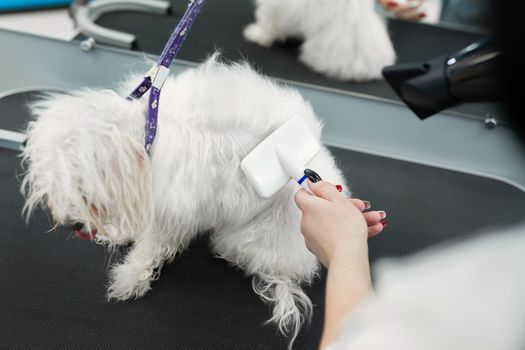 Veterinarian blow-dry a Bolonka Bolognese's hair in a veterinary clinic, close-up. Haircut and grooming in the beauty salon for dogs.