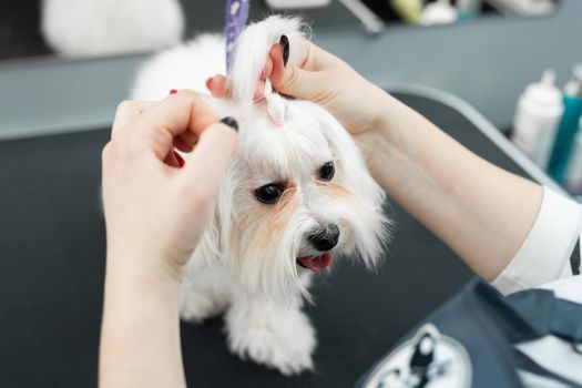 A groomer cuts a dog's hair at a veterinary clinic and makes it look like a braid on its head. Bolonka Bolognese.