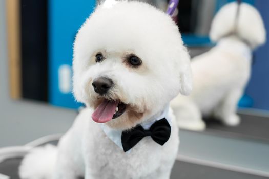 Portrait of a Bichon Frise after a haircut on the grooming table