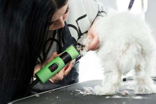 Bolonka Bolognese puppy getting haircut with a shaving machine.