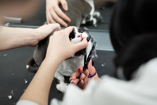 Veterinarian is shearing a cat with scissors in a pet beauty salon. A female Barber shaves a black and white cat. Grooming animals.