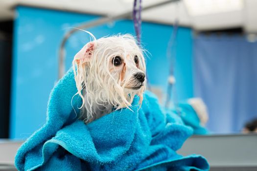 Close-up of a wet Bolonka Bolognese wrapped in a blue towel on a table at a veterinary clinic. A small dog was washed before shearing, she's cold and shivering.