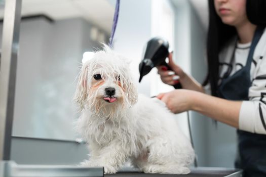 Veterinarian blow-dry a Bolonka Bolognese's hair in a veterinary clinic, close-up. Haircut and grooming in the beauty salon for dogs.