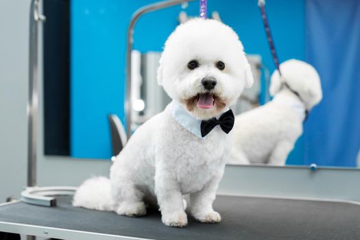 Portrait of a Bichon Frise after a haircut on the grooming table