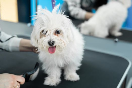 A white dog gets a haircut at a barbershop. Bolonka Bolognese.