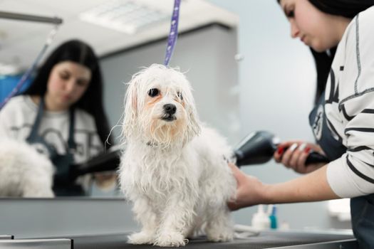 Veterinarian blow-dry a Bolonka Bolognese's hair in a veterinary clinic, close-up. Haircut and grooming in the beauty salon for dogs.