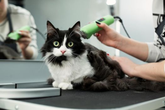 Cat grooming in pet beauty salon. Grooming master cuts and shaves a cat, cares for a cat. The vet uses an electric shaving machine for the cat. The cat's muzzle looks at the camera in close-up.