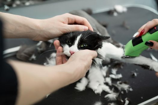 Grooming master cuts and shaves a cat, cares for a cat. The vet uses an electric shaving machine for the cat. The man helps and holds the cat's head.