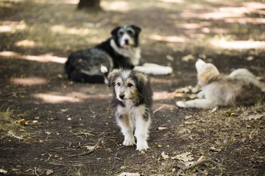 Homeless stray small dog outdoors. Cute three dogs. Family