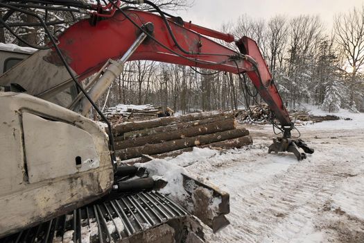 Close up of Knuckleboom Log loader with Freshly Harvested and piled timber logs by Forest in Winter. High quality photo.