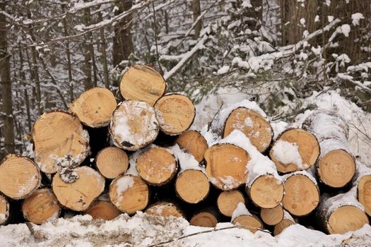 End View of Freshly Harvested Cut Timber Logs in a pile by a Forest in winter. High quality photo.