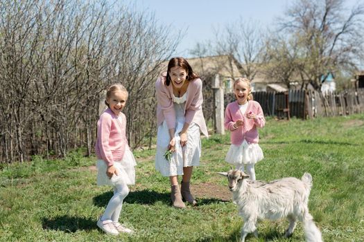 Mother with her young twin daughters feeds a goat in a meadow in the village.