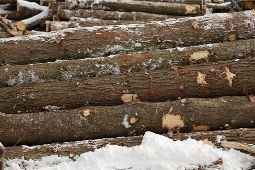 Side View of Piled Freshly Harvested Timber in the winter. High quality photo.